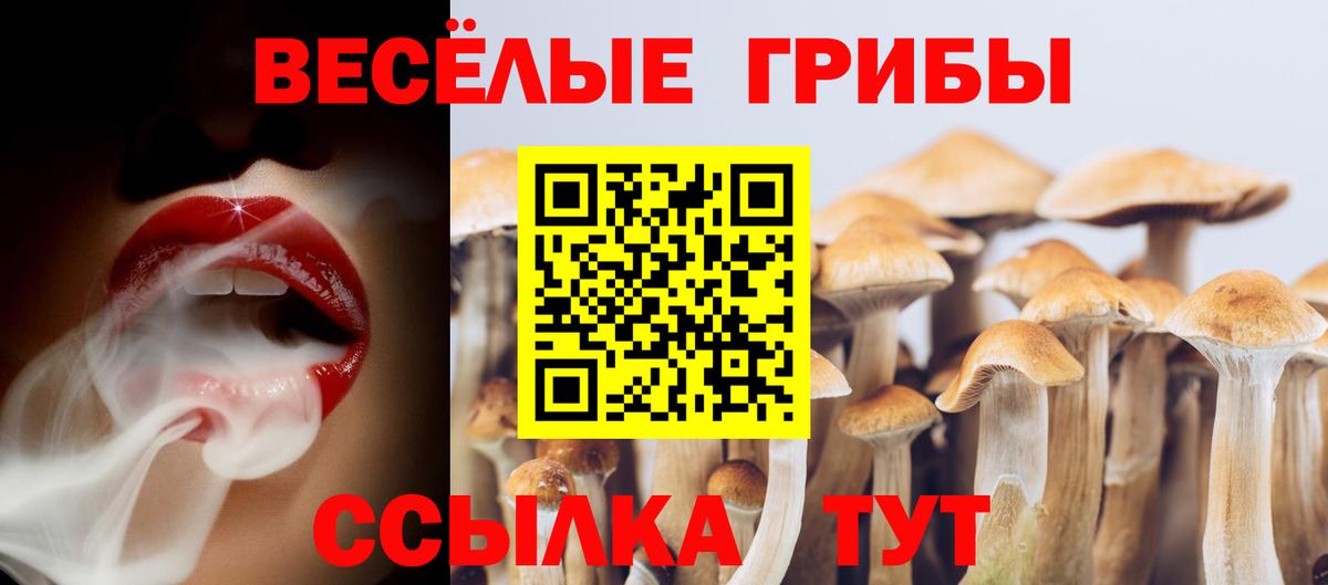 Псилоцибиновые грибы Cubensis Каспийск